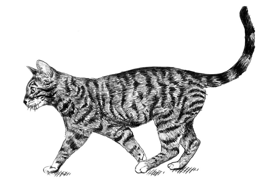 Zeichnung einer getigerten Katze im Schritt